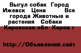 Выгул собак. Город Ижевск › Цена ­ 150 - Все города Животные и растения » Собаки   . Кировская обл.,Киров г.